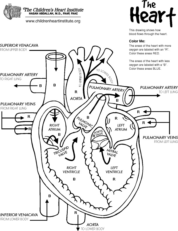 4 Best Images Of Printable Heart Diagram To Label Label Heart Diagram 
