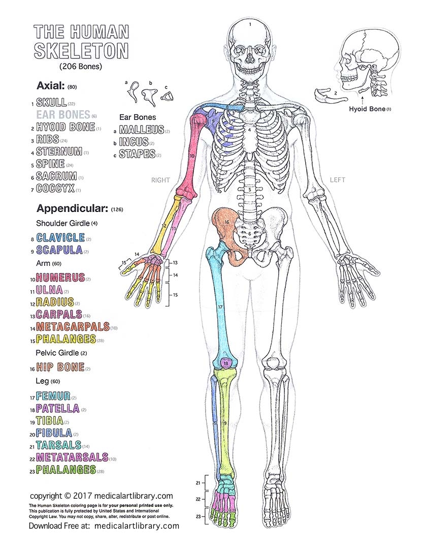 Anatomy Coloring Book Pages To Print