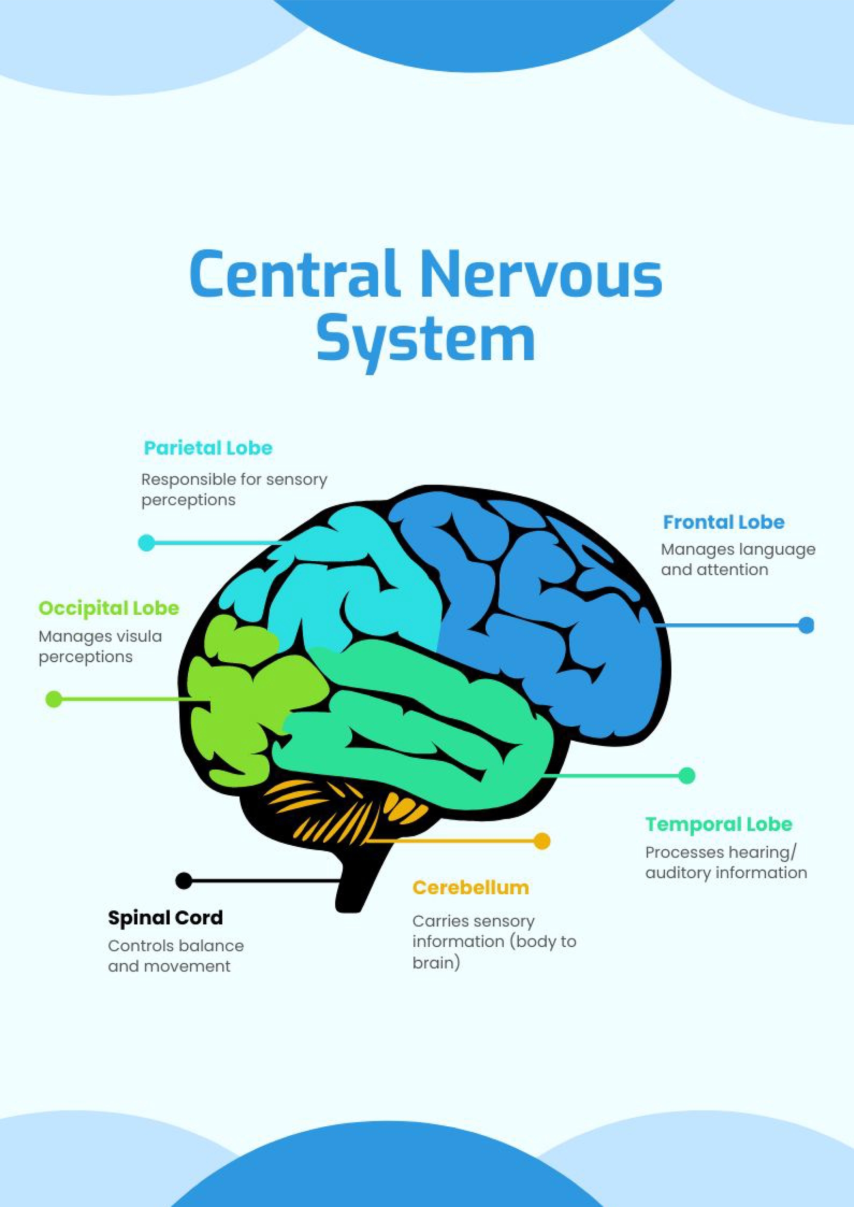 Central Nervous System Chart In Illustrator PDF Download Template
