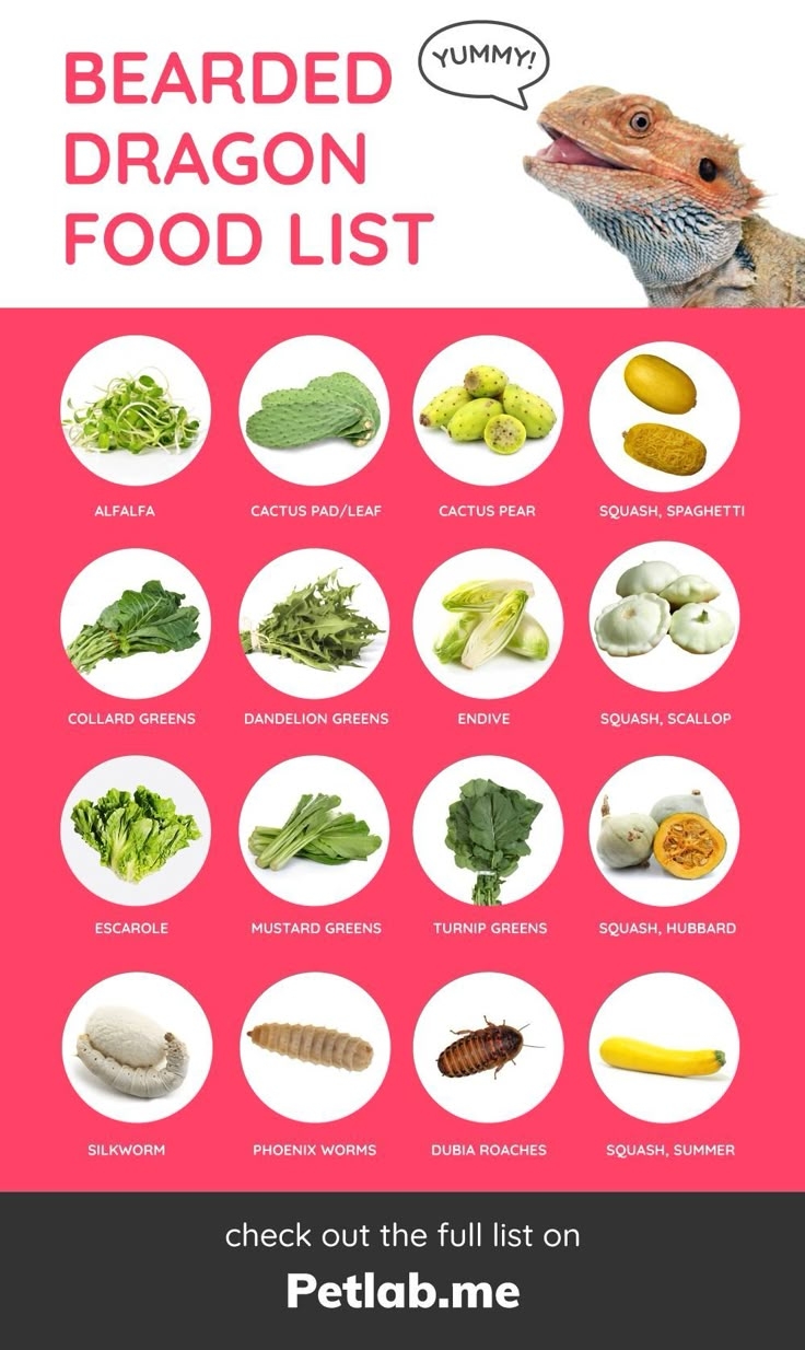 Daily Routine Printable Bearded Dragon Food Chart Printable And 