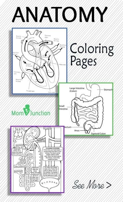 Free Anatomy Coloring Pages Printable Free Templates Printable