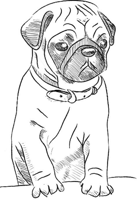 Free Printable Drawing Pages Of Cute Pugs Google Search Puppy 