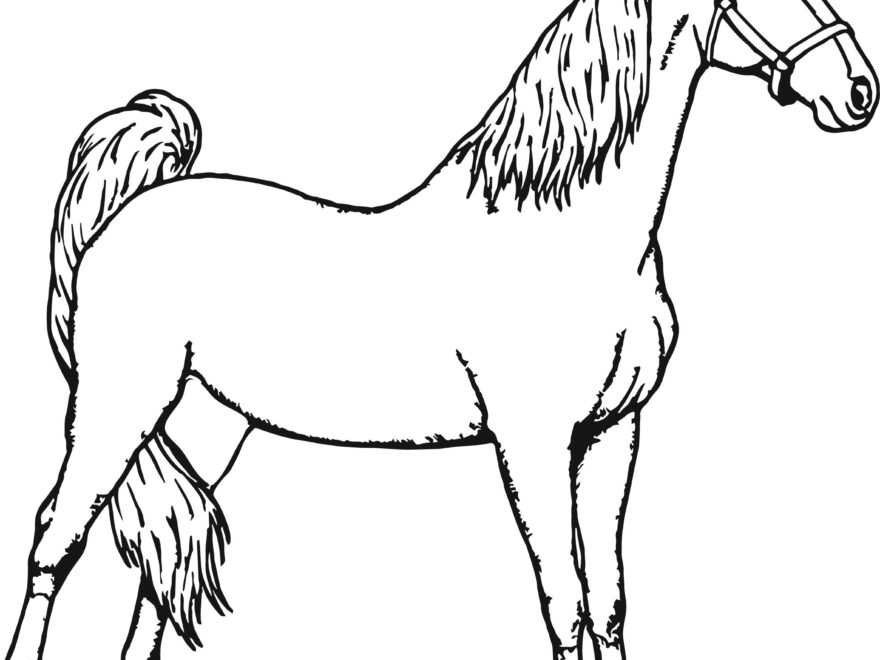 Free Printable Horse Coloring Pages At GetColorings Free