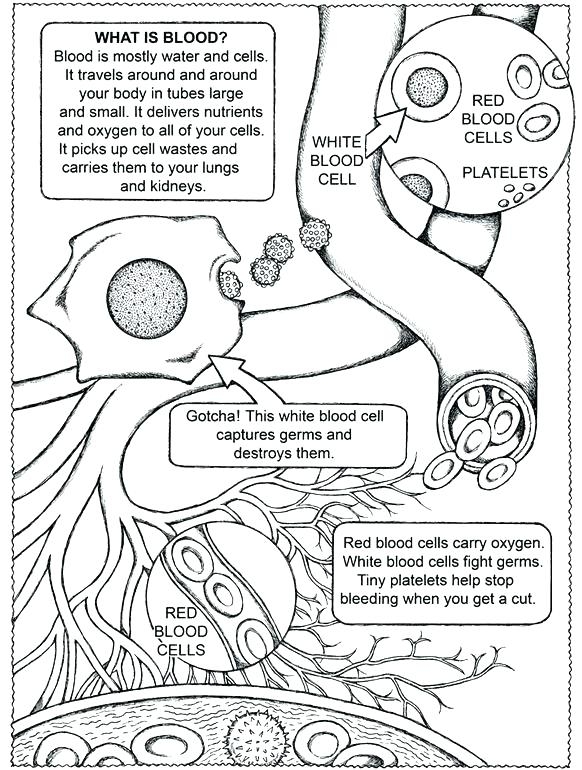 Anatomy Coloring Book Printable Free