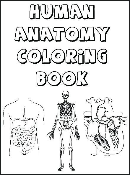 Free Printable Human Anatomy Coloring Pages At GetDrawings Free Download