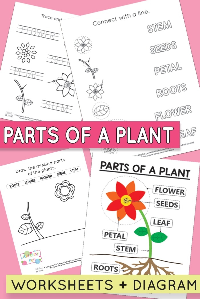 Free Printable Parts Of A Plant Worksheets Itsy Bitsy Fun