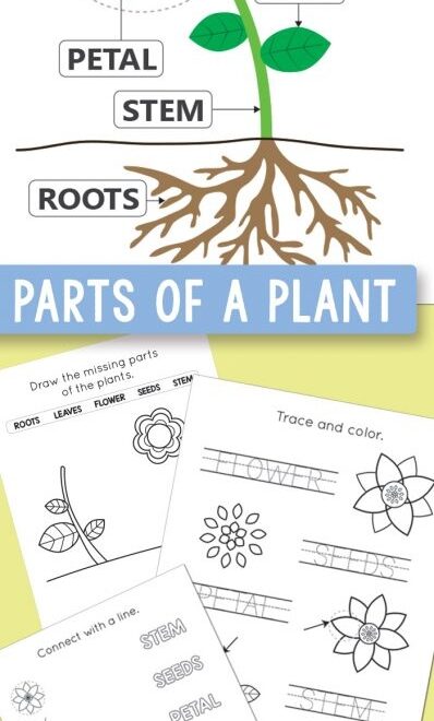 Free Printable Parts Of A Plant Worksheets Itsy Bitsy Fun