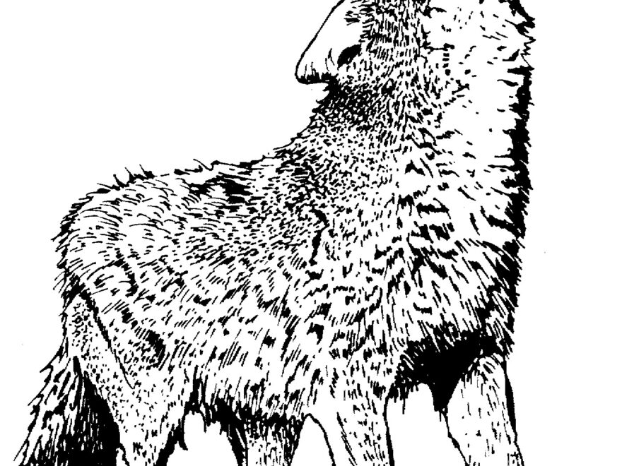 Free Printable Wolf Coloring Pages For Kids Animal Place
