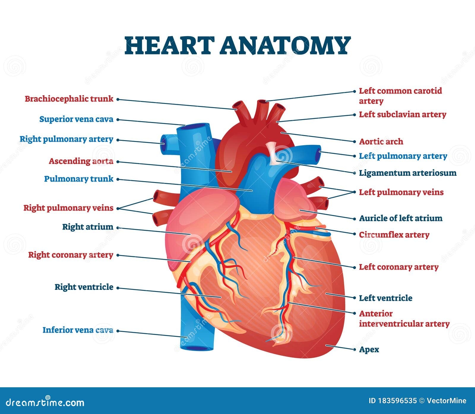 Heart Diagram To Label Printable
