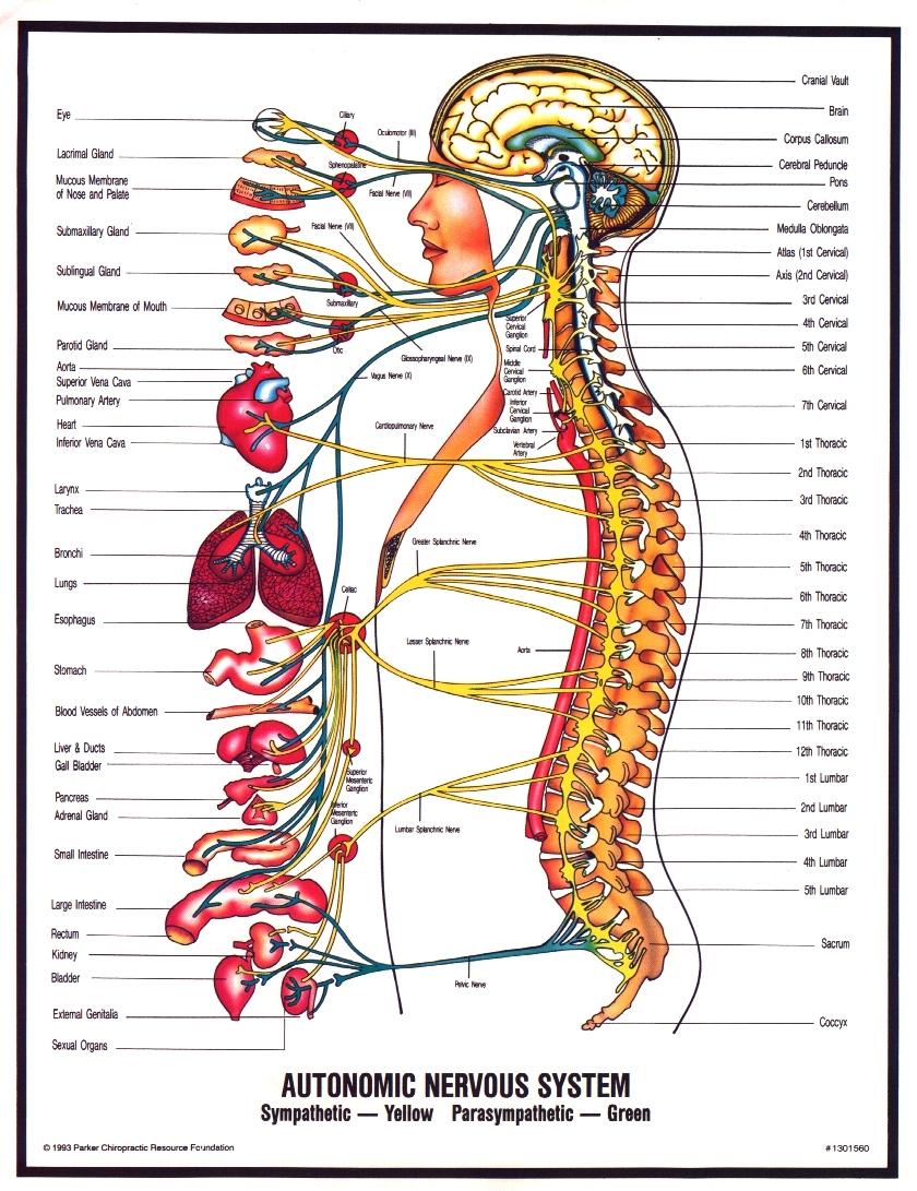 Human Nervous System Biological Science Picture Directory Pulpbits