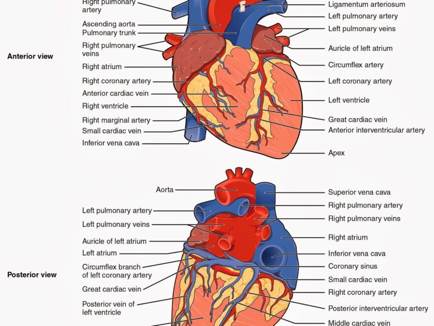 Images For gt Labeled Diagram Of The Heart Human Anatomy Picture