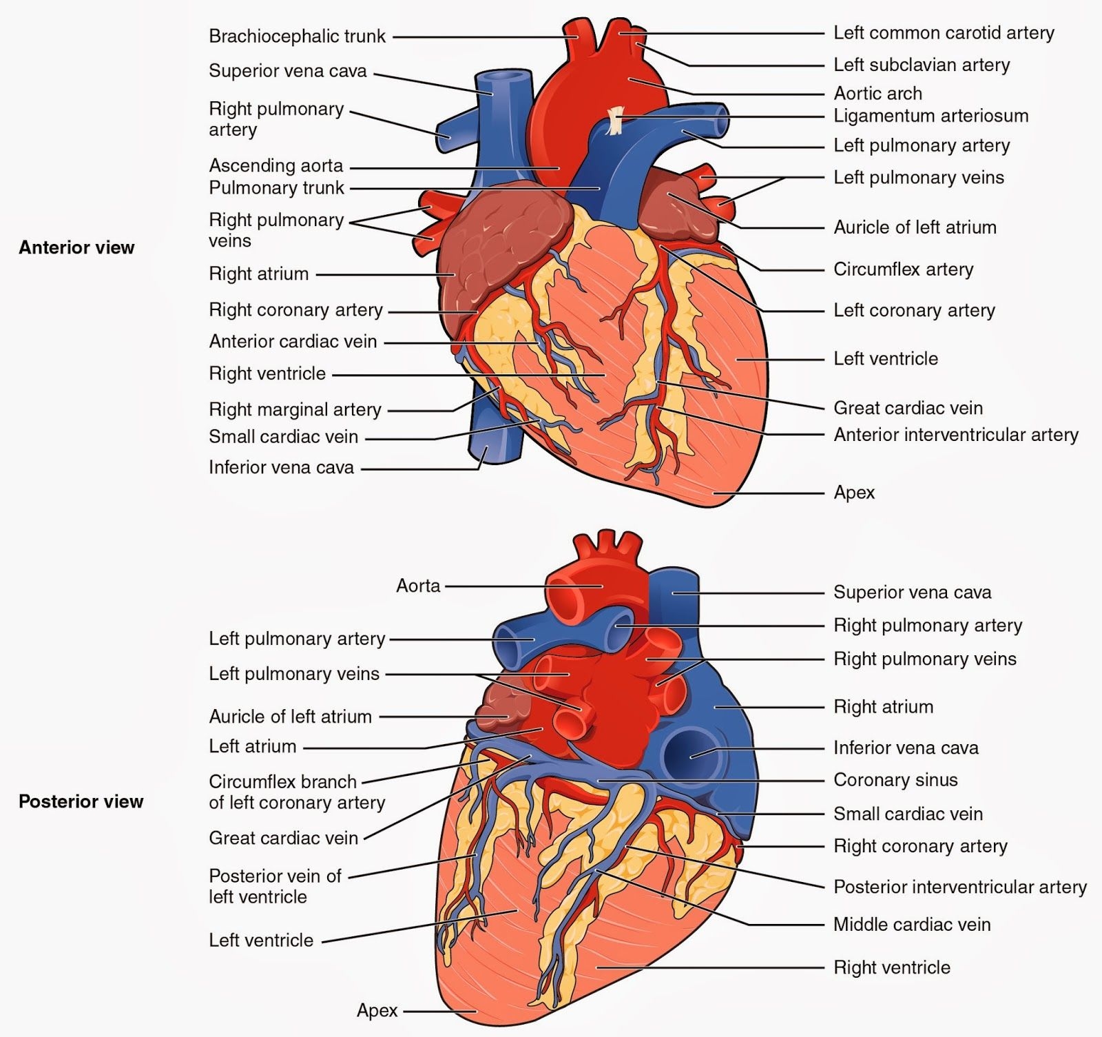 Images For gt Labeled Diagram Of The Heart Human Anatomy Picture 