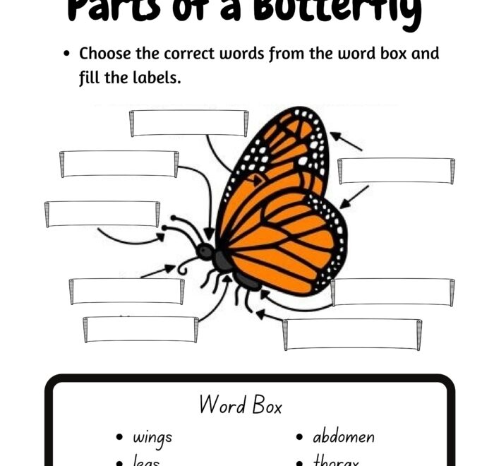 Label A Butterfly Worksheets WorksheetsGO