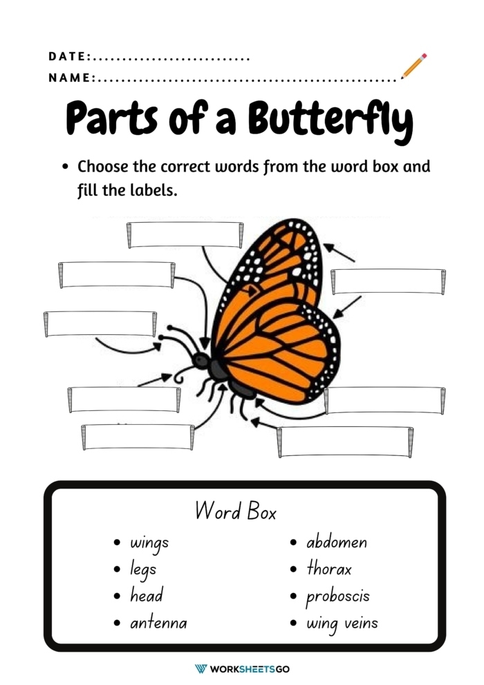 Label A Butterfly Worksheets WorksheetsGO