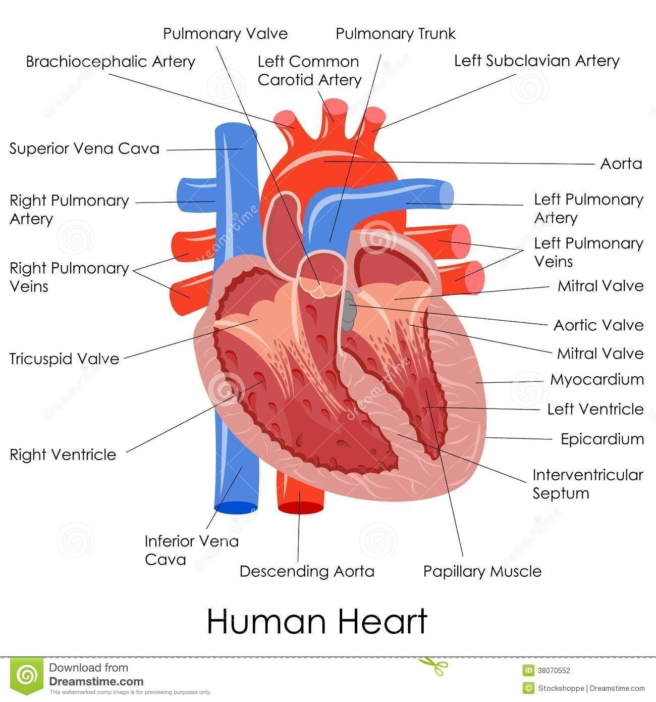 Labeled Pictures Of The Human Heart Koibana info Heart Anatomy 