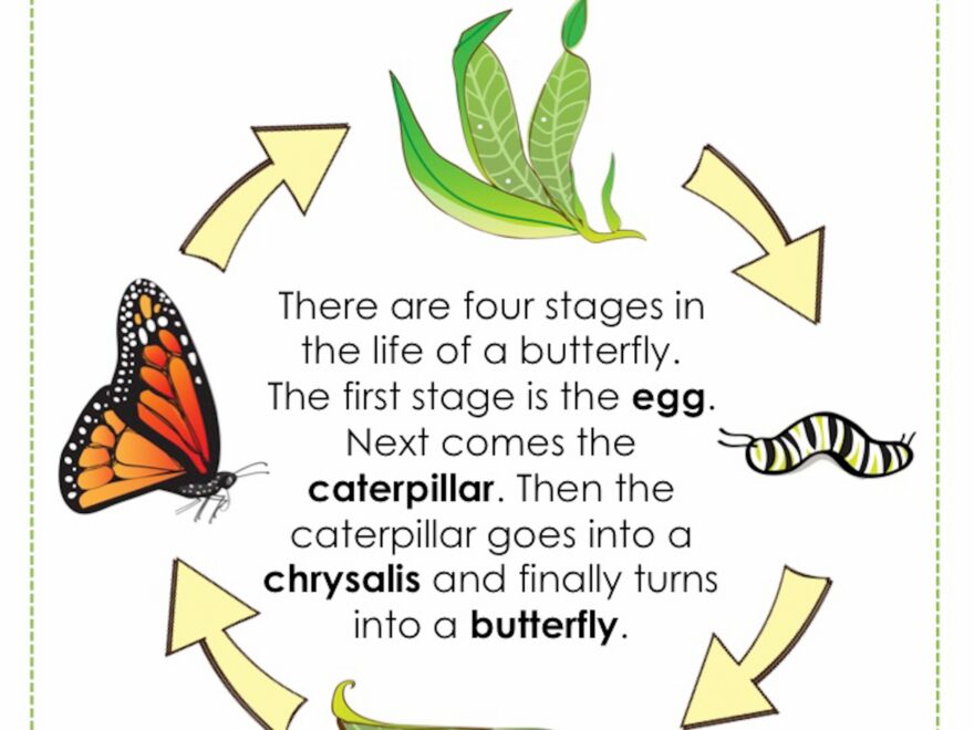 Life Cycle Of Monarch Butterfly Poster HomeschoolCreations