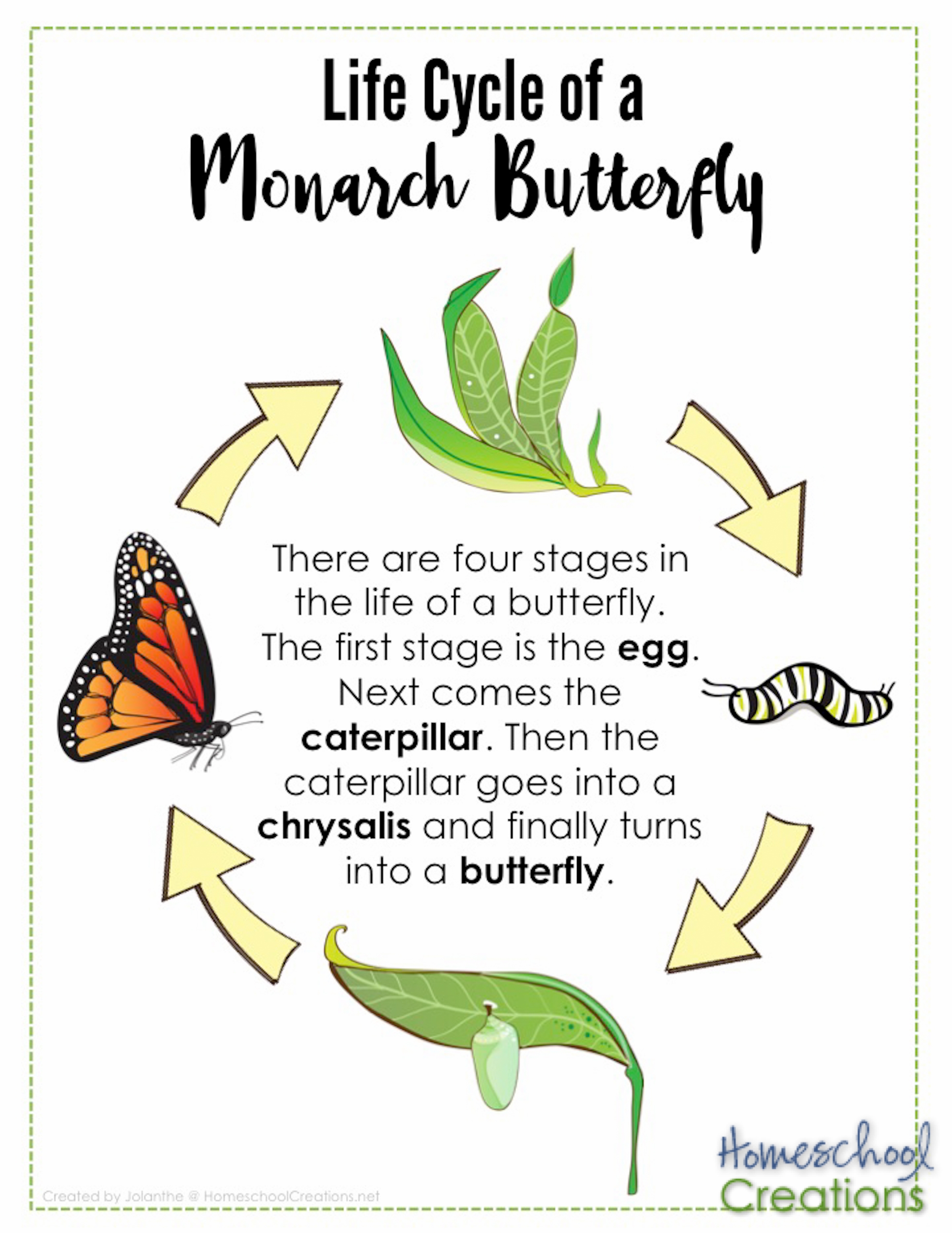Life Cycle Of Monarch Butterfly Poster HomeschoolCreations