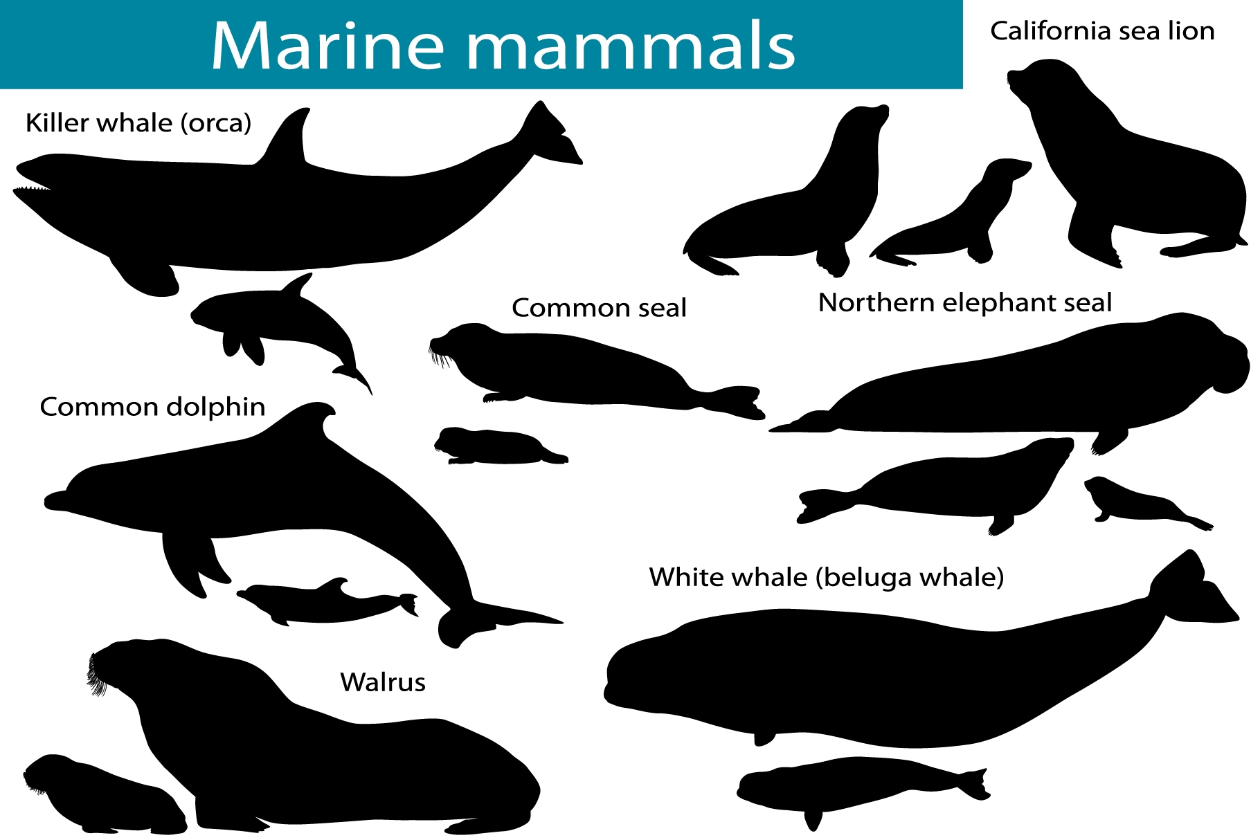 Free Printable Sea Mammal Silhouettes