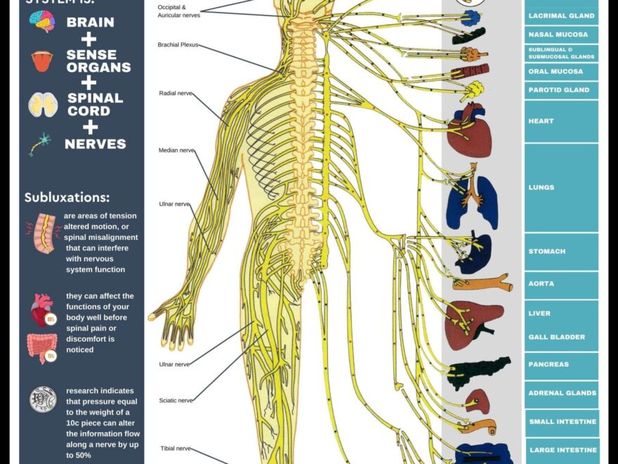 Nervous System Chart Southport Central Chiropractic