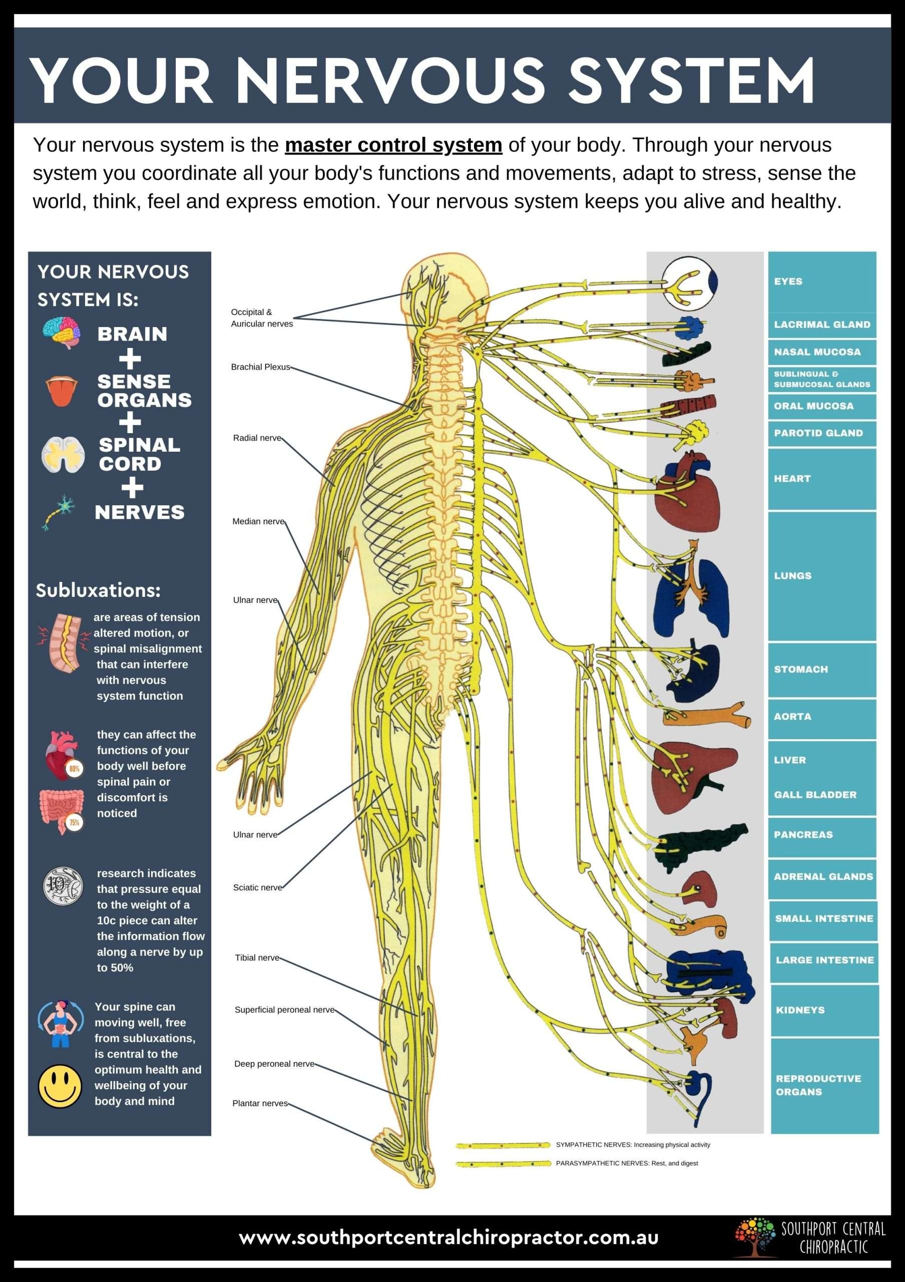 Nervous System Chart Southport Central Chiropractic