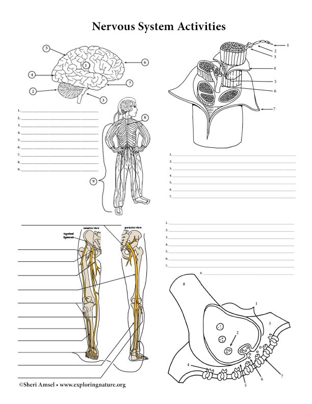 Free Printable Nervous System Charts