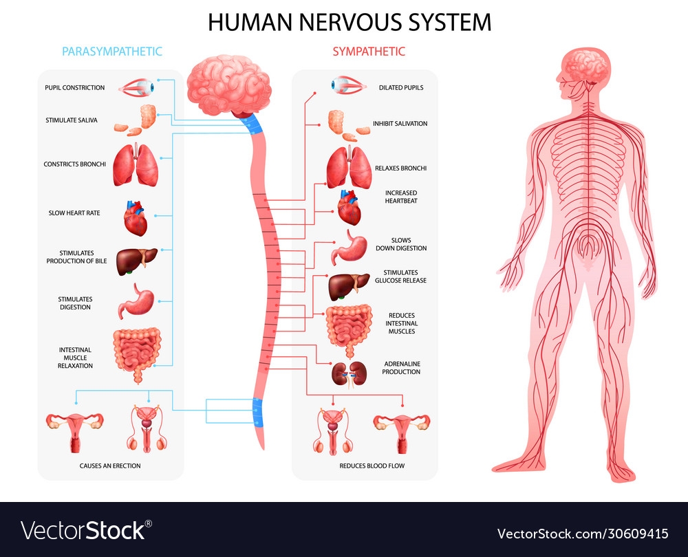 Nervous System Realistic Chart Royalty Free Vector Image
