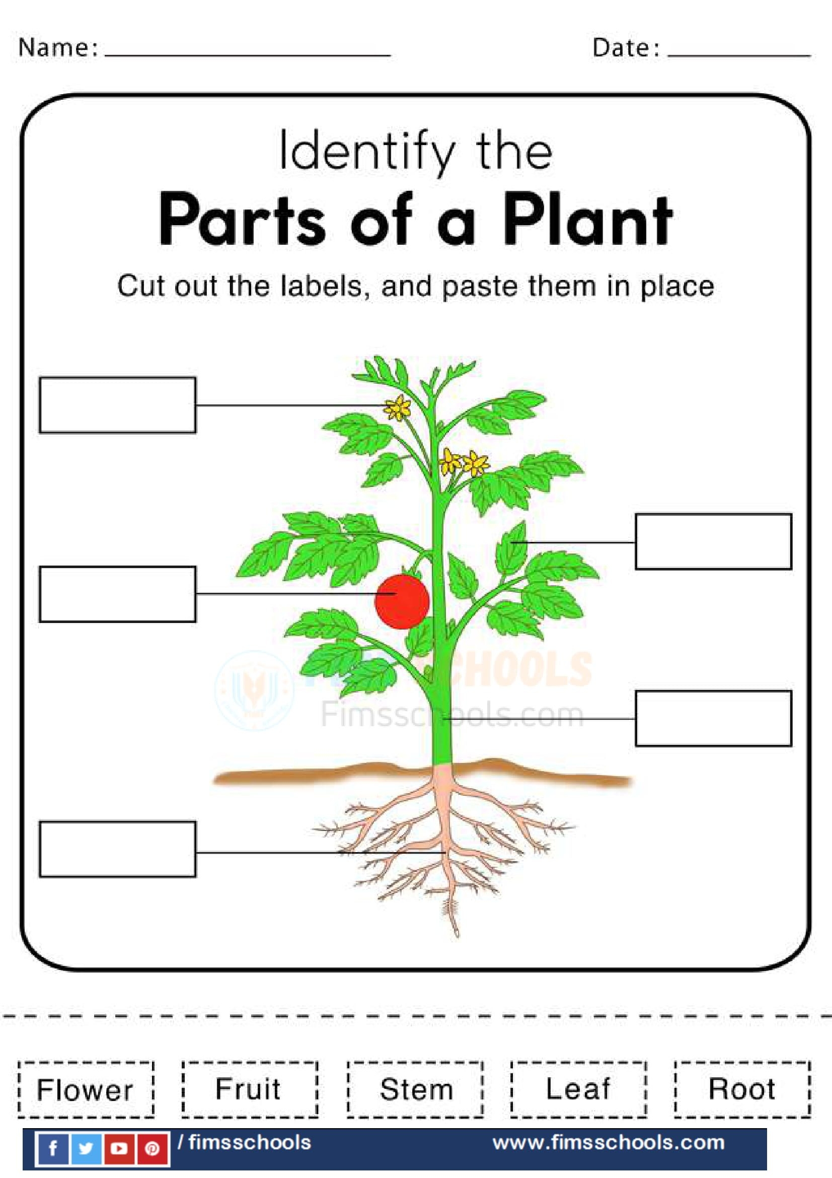 Parts Of A Plant Activity Worksheets Star Worksheets