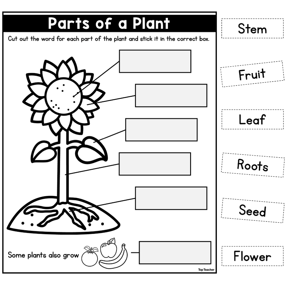 Free Printable Parts Of A Plant Worksheet