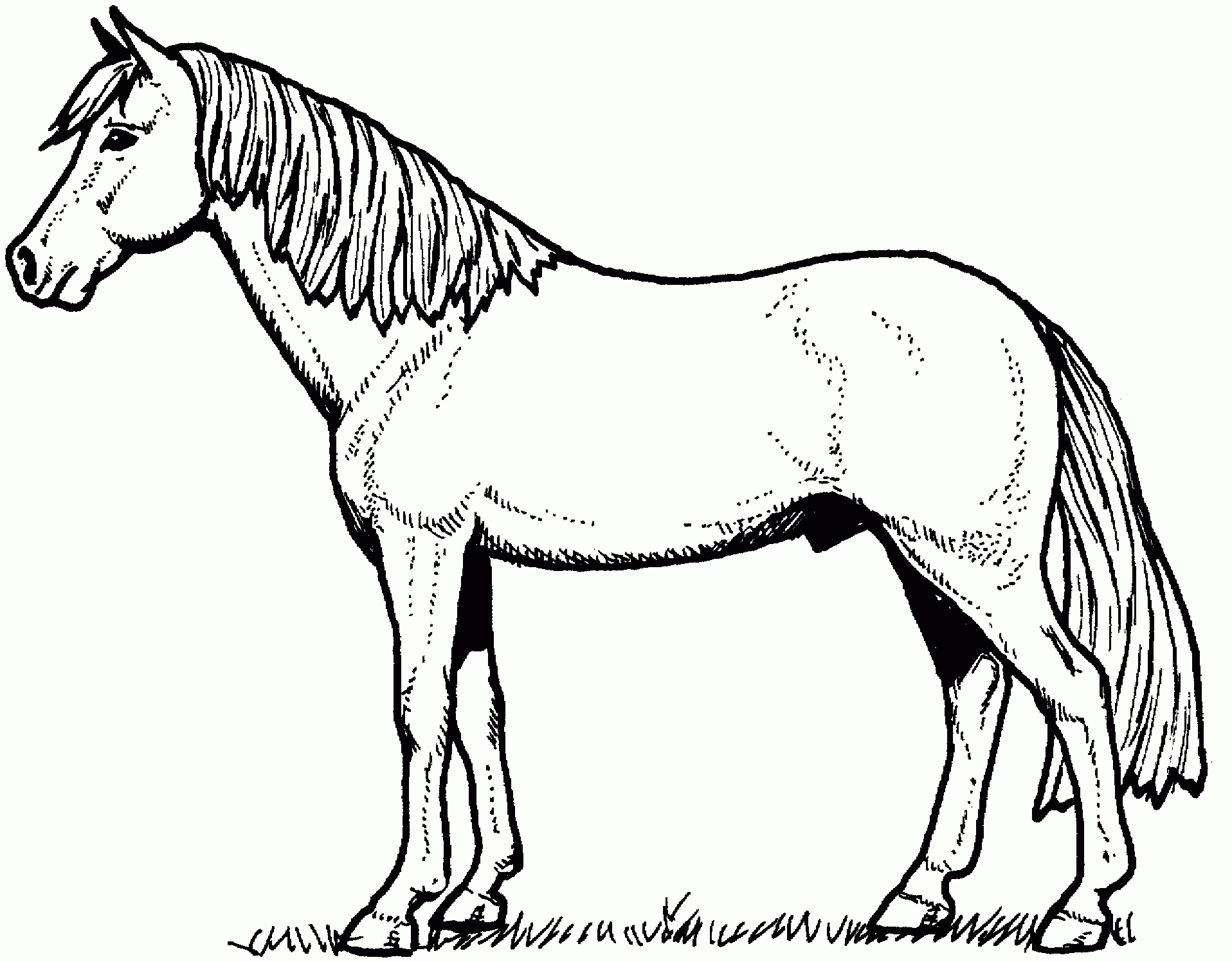 Horse And Pony Printable Coloring
