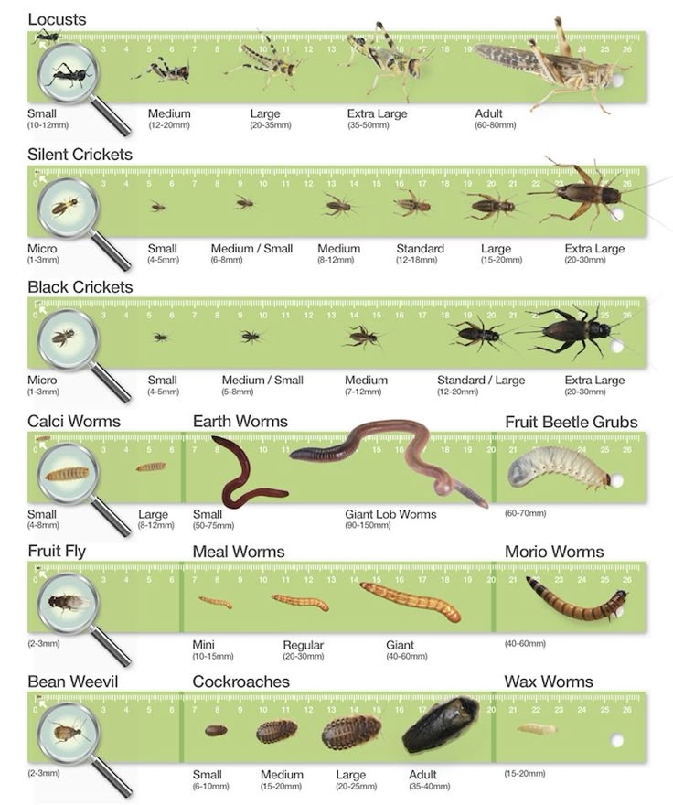 Printable Bearded Dragon Food Chart