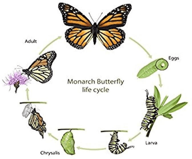 The Diagram Shows The Life Cycle Of A Monarch Butterfly 9IELTS