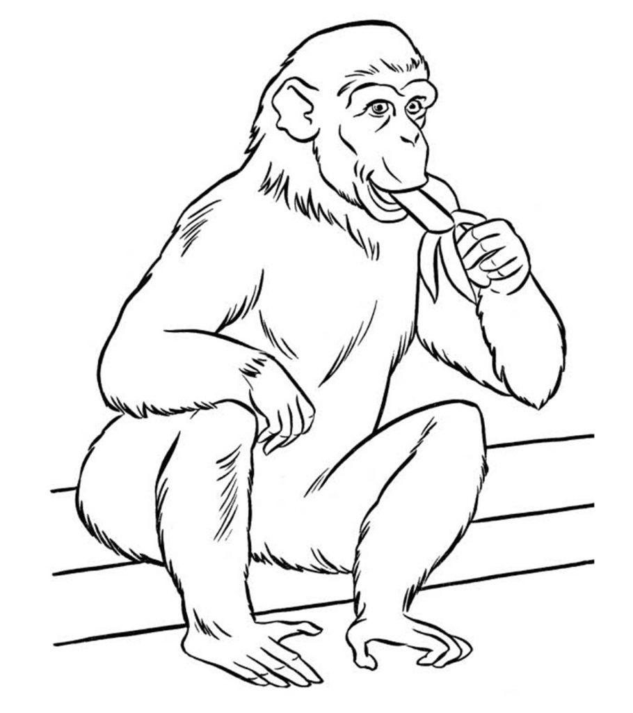Printable Pictures Of Zoo Animals